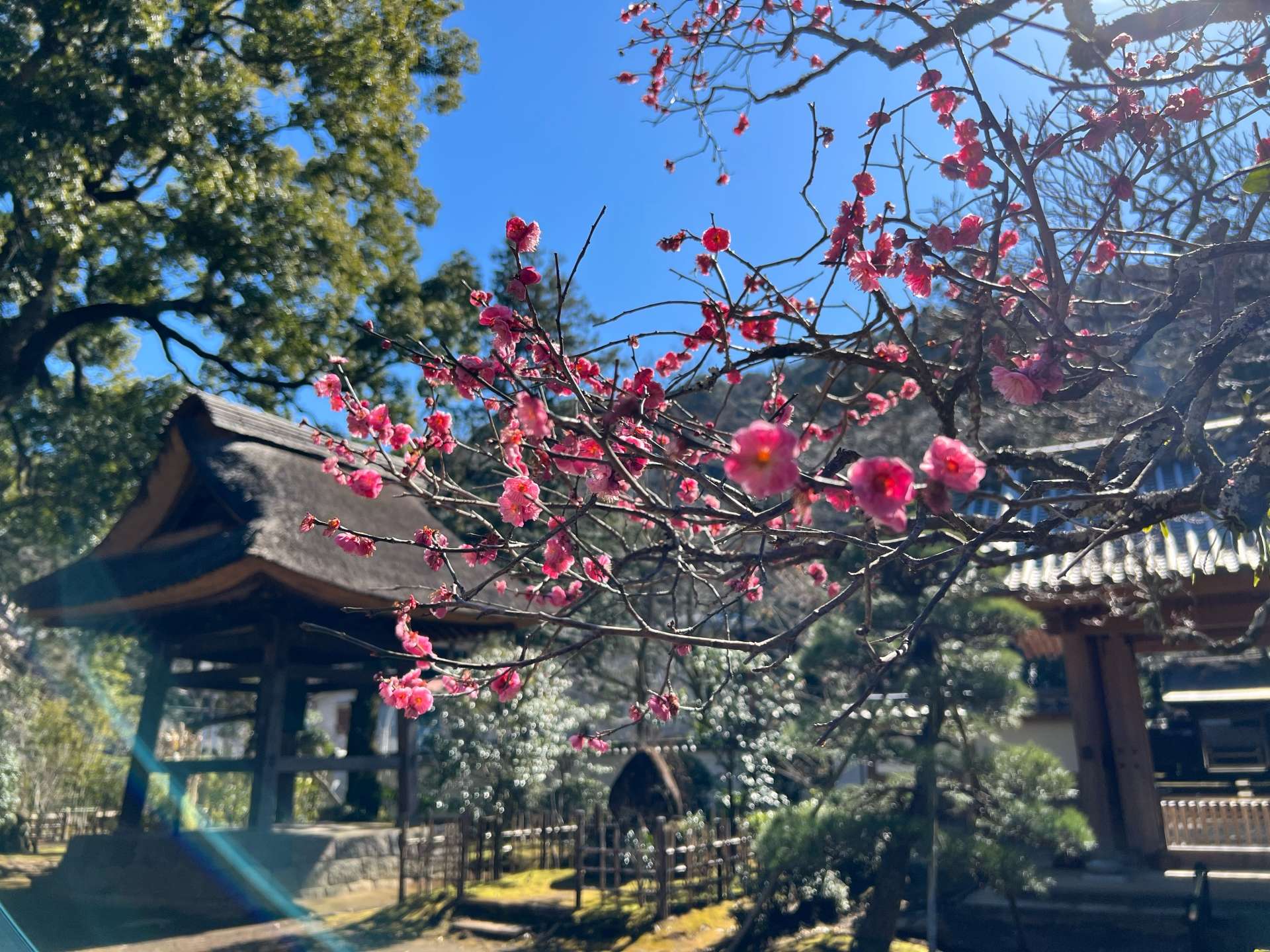 はるか昔から箱根を守ってきた「早雲寺」は冬の梅も魅力的！