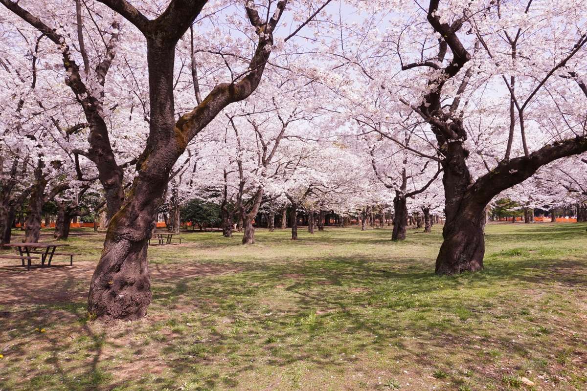 代々木上原のお散歩で立ち寄りたいスポット5選！地元民もイチオシの場所を厳選♪
