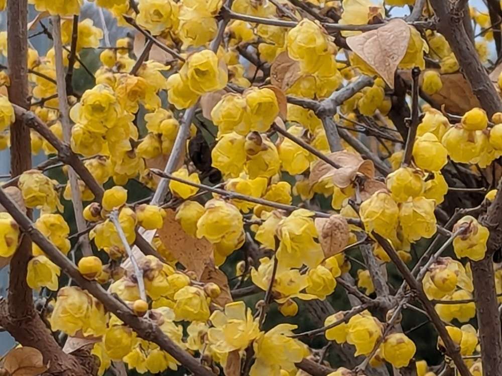冬の景色に灯る花