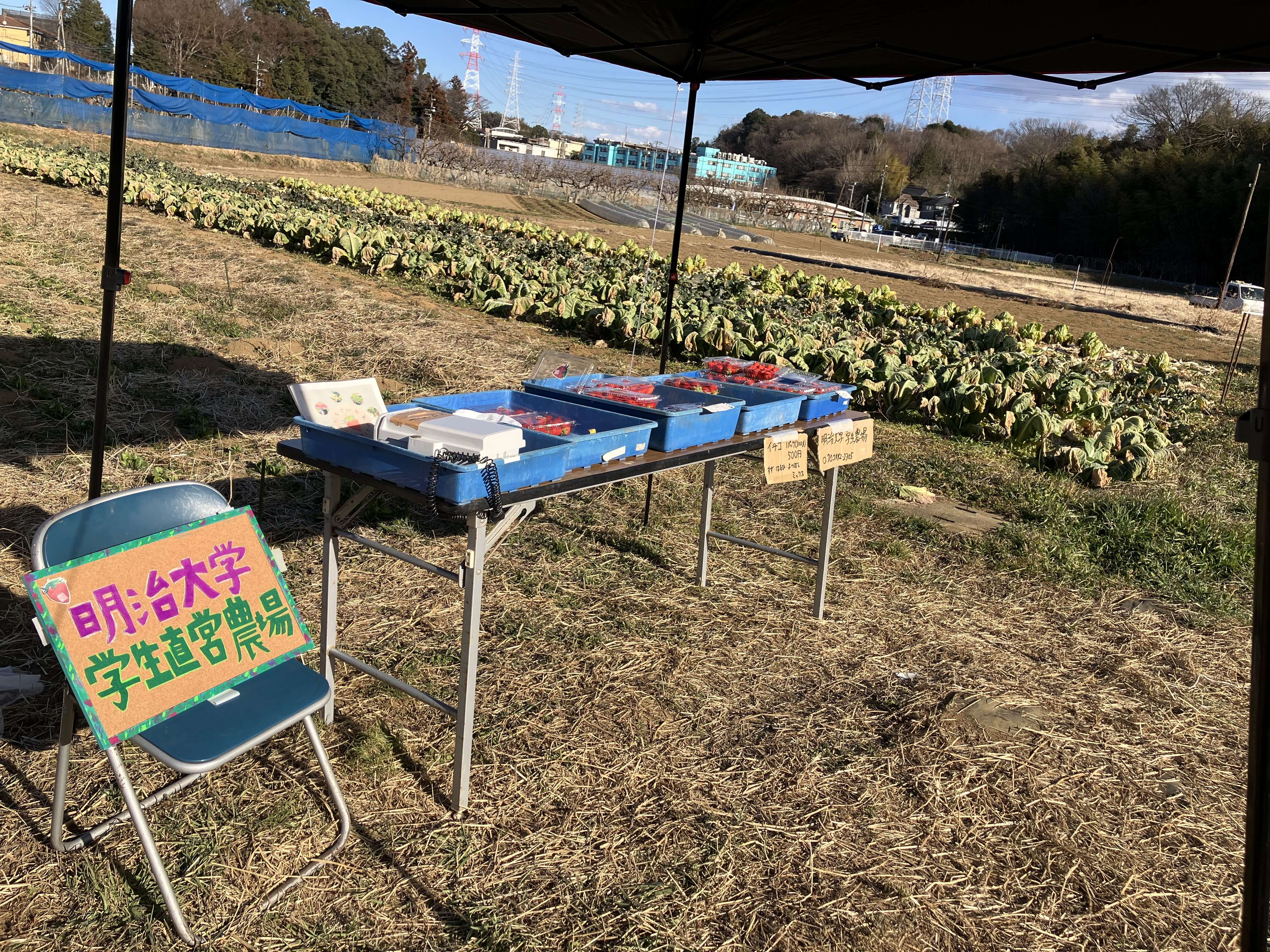 明治大学生農場のいちご