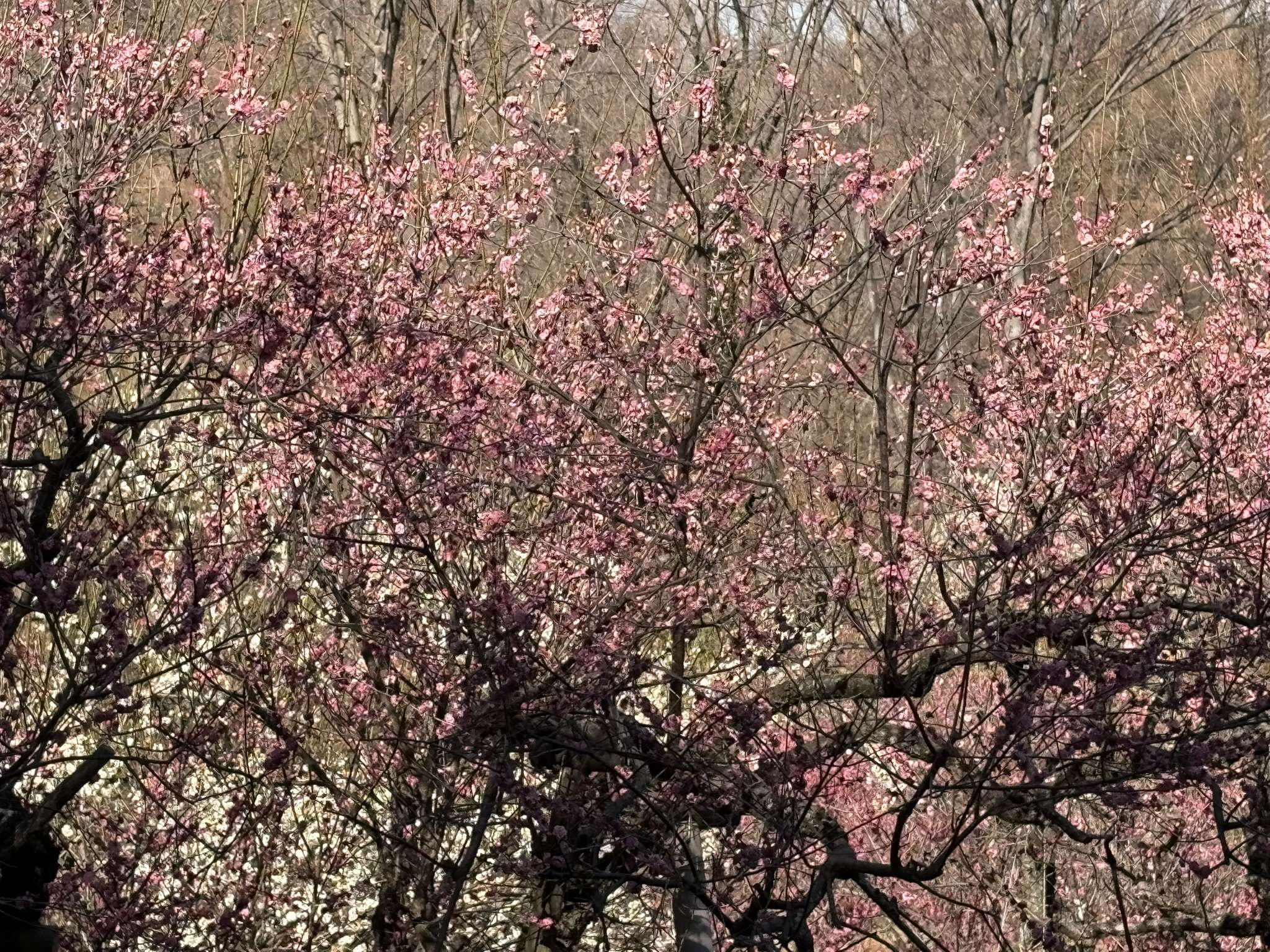 満開の梅の花、生田緑地の梅園
