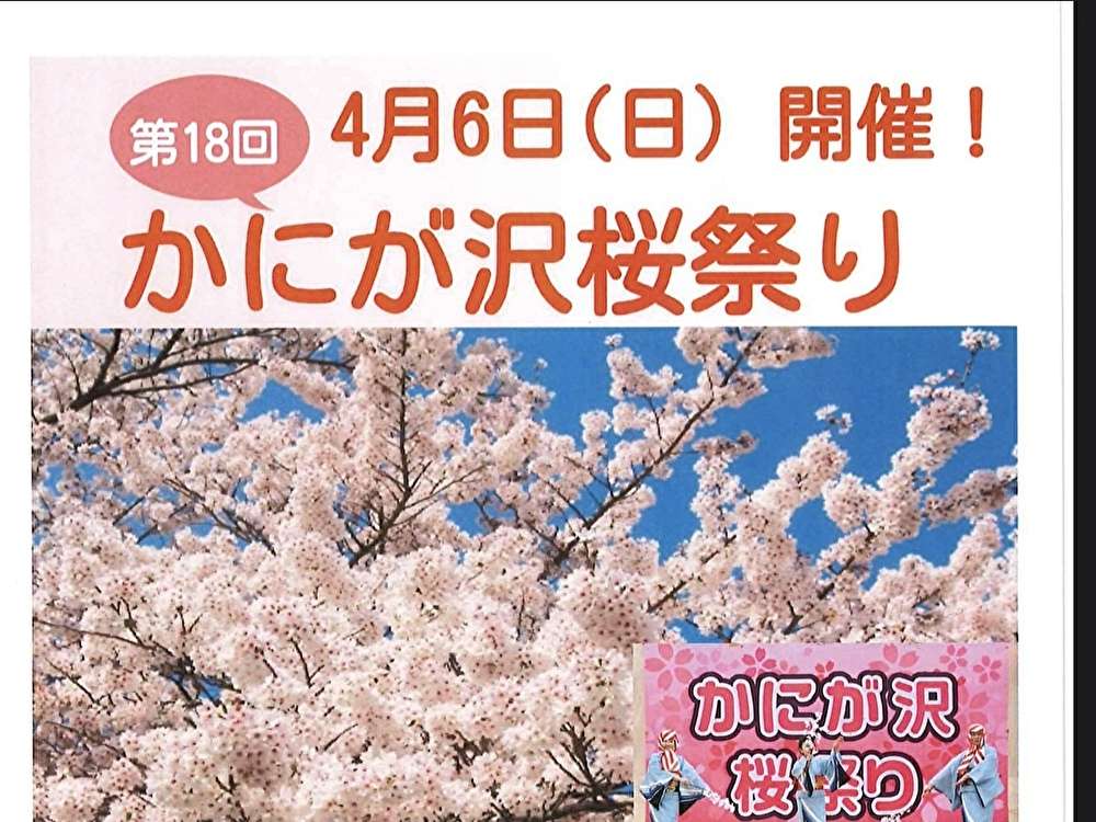 かにが沢桜祭り2025開催決定4月6日日曜日