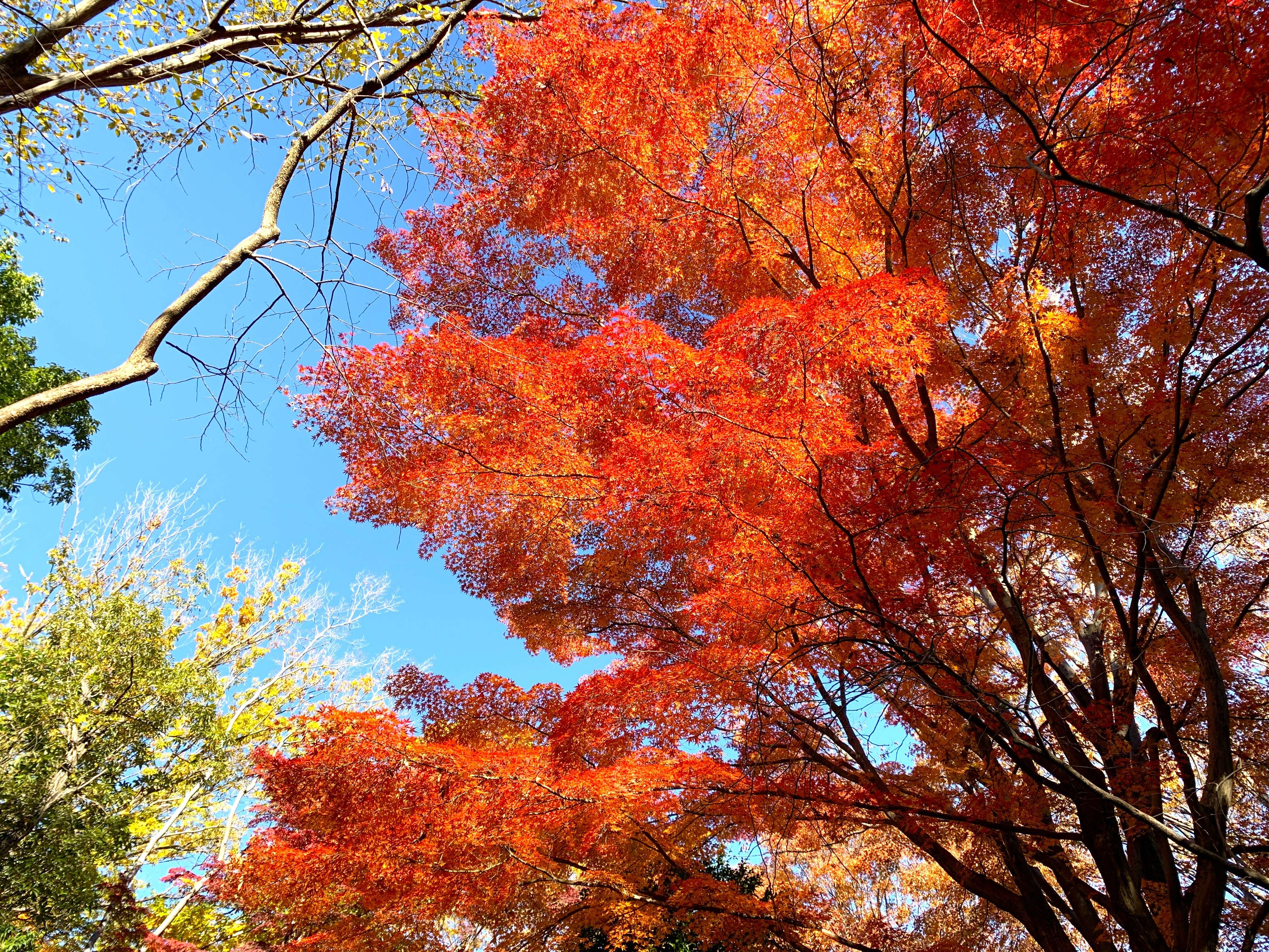 【町田】紅葉がきれい 芹が谷公園で秋の散策を楽しむ