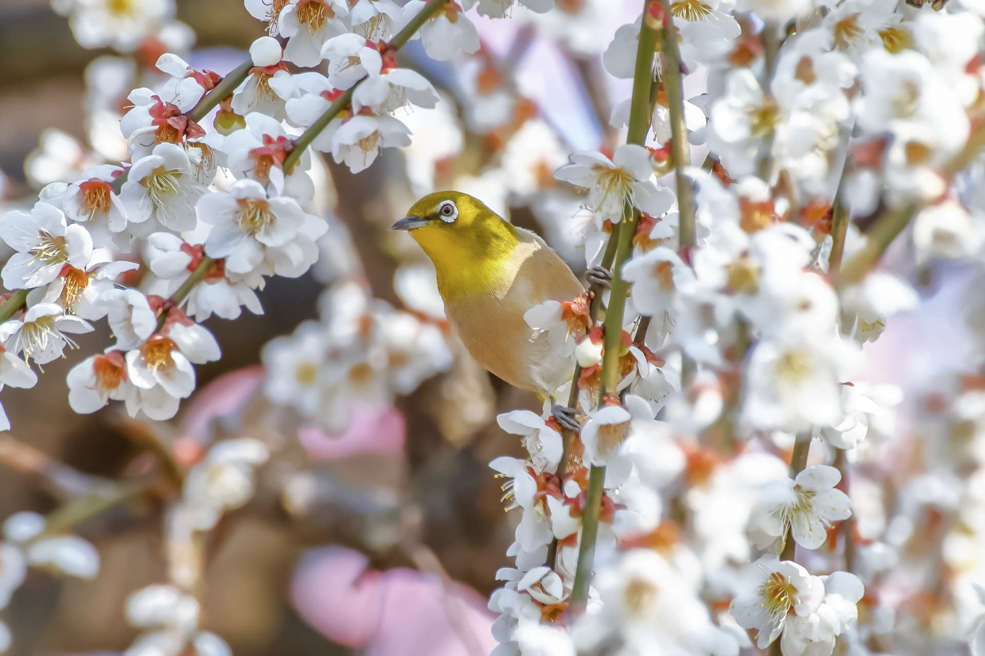 辻村植物公園の「梅林」は絶景！約560本の梅を楽しめるチャンス