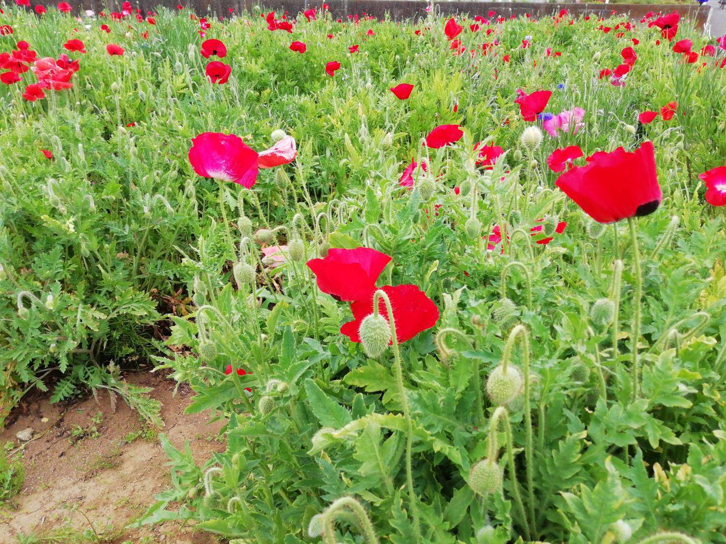 ポピーの花畑♪フォトスポット、ウォーキングおすすめ