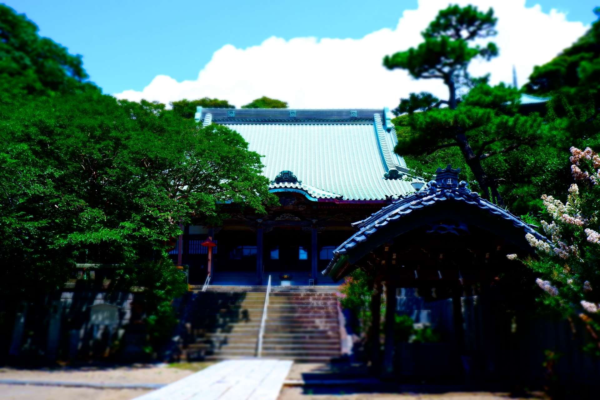 日蓮聖人の伝説が残る龍口寺で、ツバキの花を楽しもう