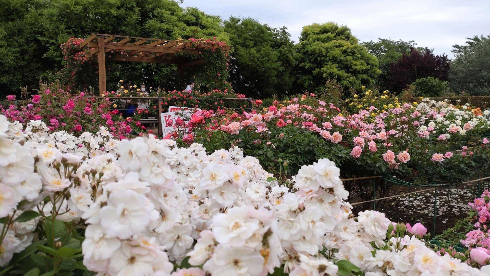 1300種のバラが咲き誇る「花菜ガーデン」をご紹介！四季で楽しめる植物と野菜の観察はもちろん学びもできる複合施設「花菜ガーデン」
