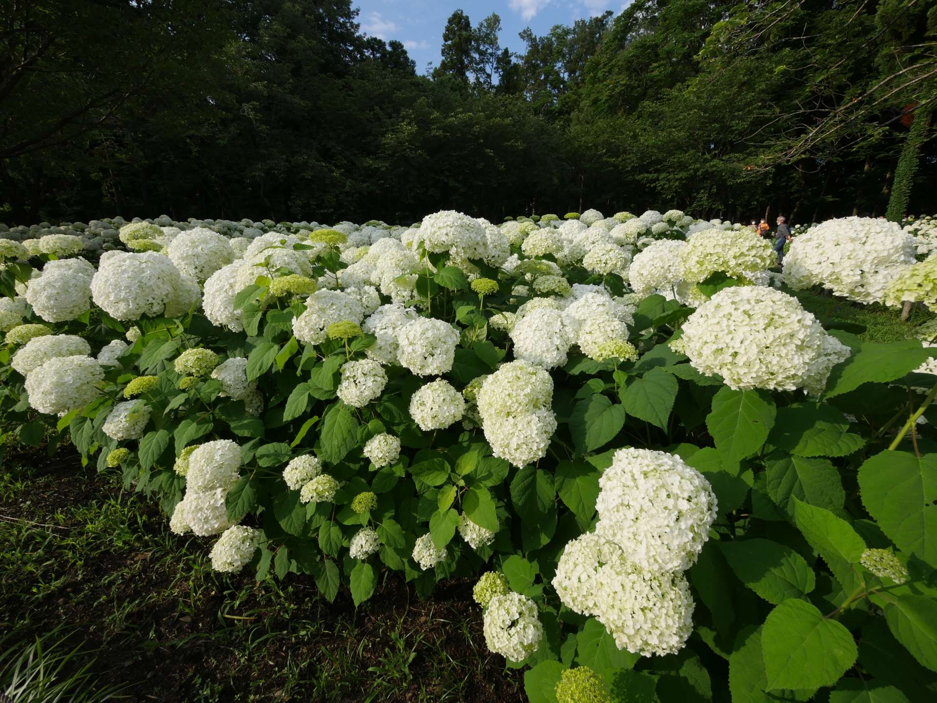夏本番を前に「相模原北公園」のアジサイとラベンダーでリフレッシュ！