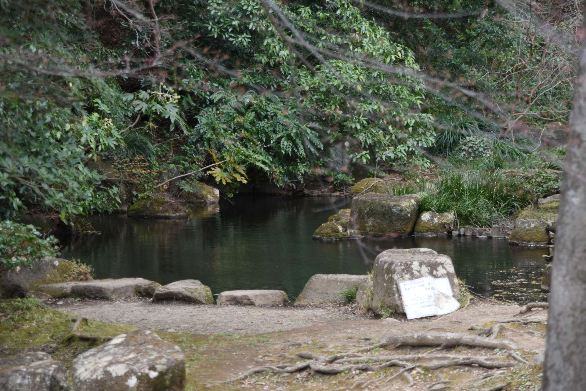 駅から徒歩圏内なのに大自然！ファミリーでも楽しめる「芹ヶ谷公園」