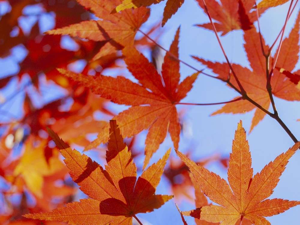 小田急沿線のおすすめの紅葉スポット10選！この時期にしか見ることのできない景色をお楽しみください♪