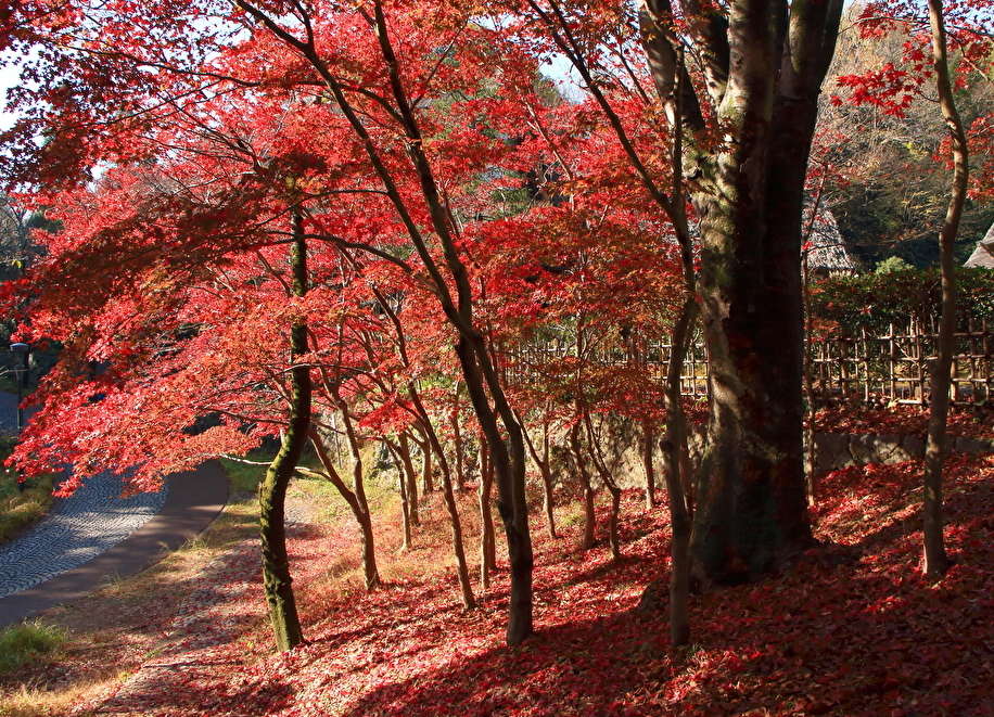 生田緑地の紅葉