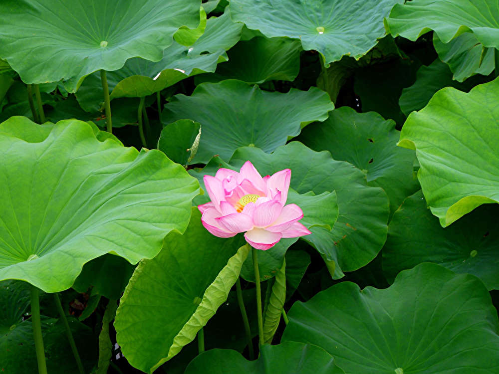 小田原城のハスの花