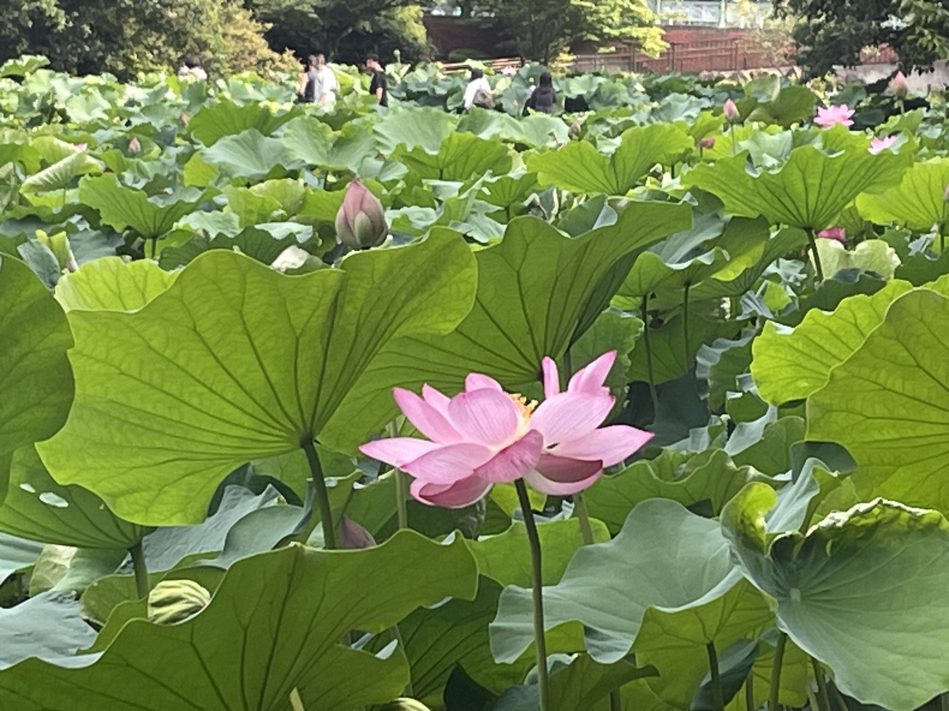 大賀ハスが咲く薬師池公園