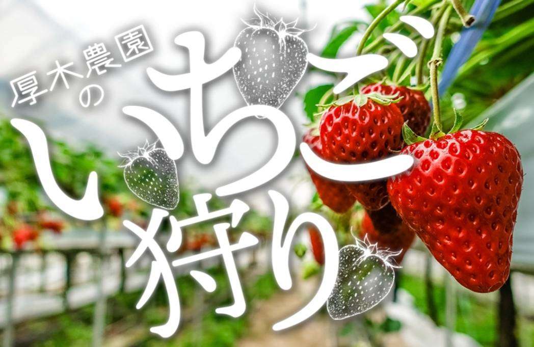 あま～い いちご狩り ４種類の食べ比べ！厚木農園