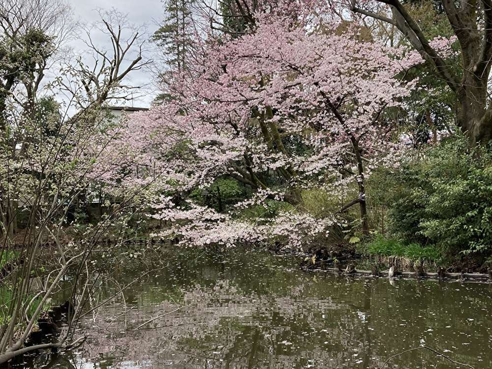 経堂5丁目特別保護区　桜と紫木蓮の競演を…
