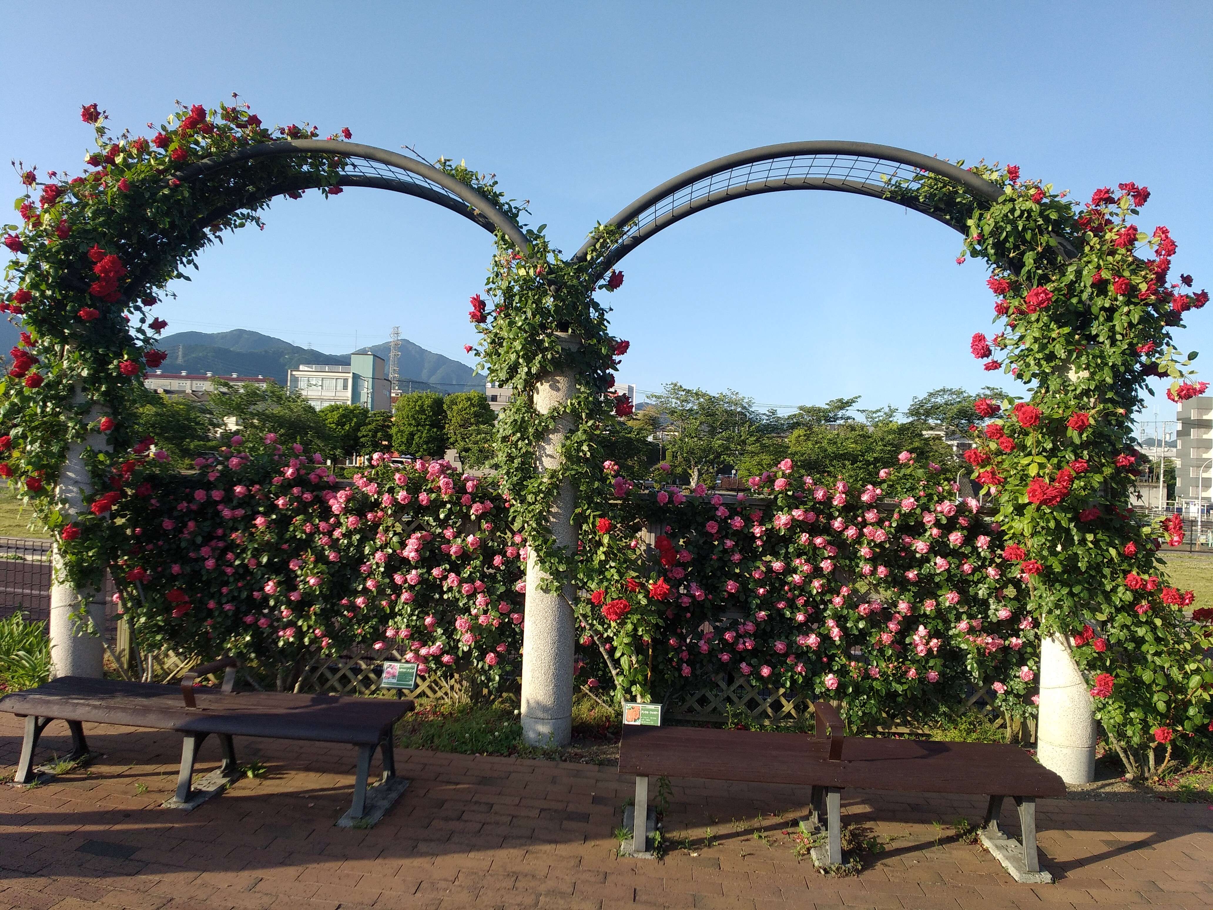 満開のバラ園