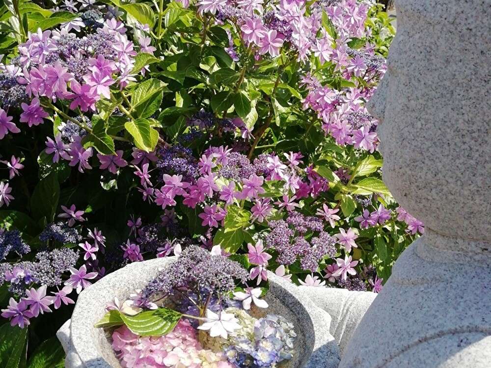 わたしの街のあじさい寺