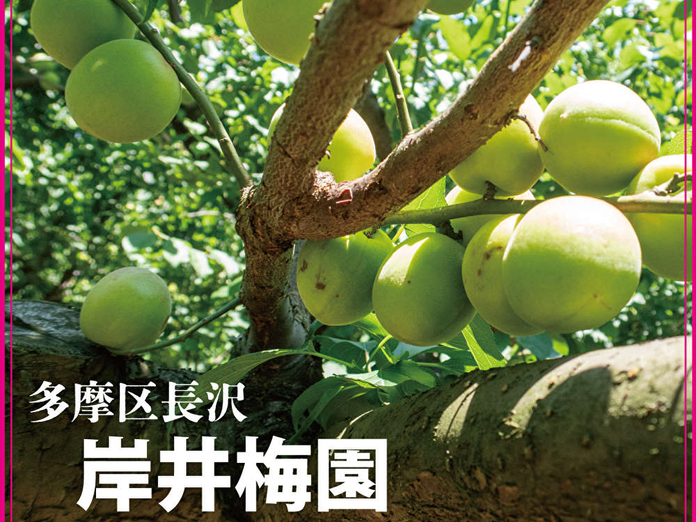 新鮮な梅が身近で購入できる！！