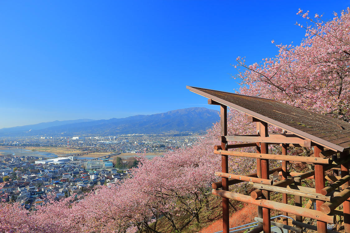 『桜』と『夜景』
