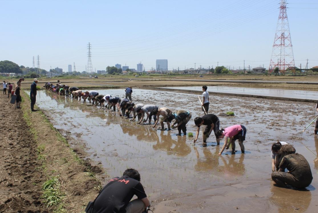 田植え体験！座間！日本人も外国人も！