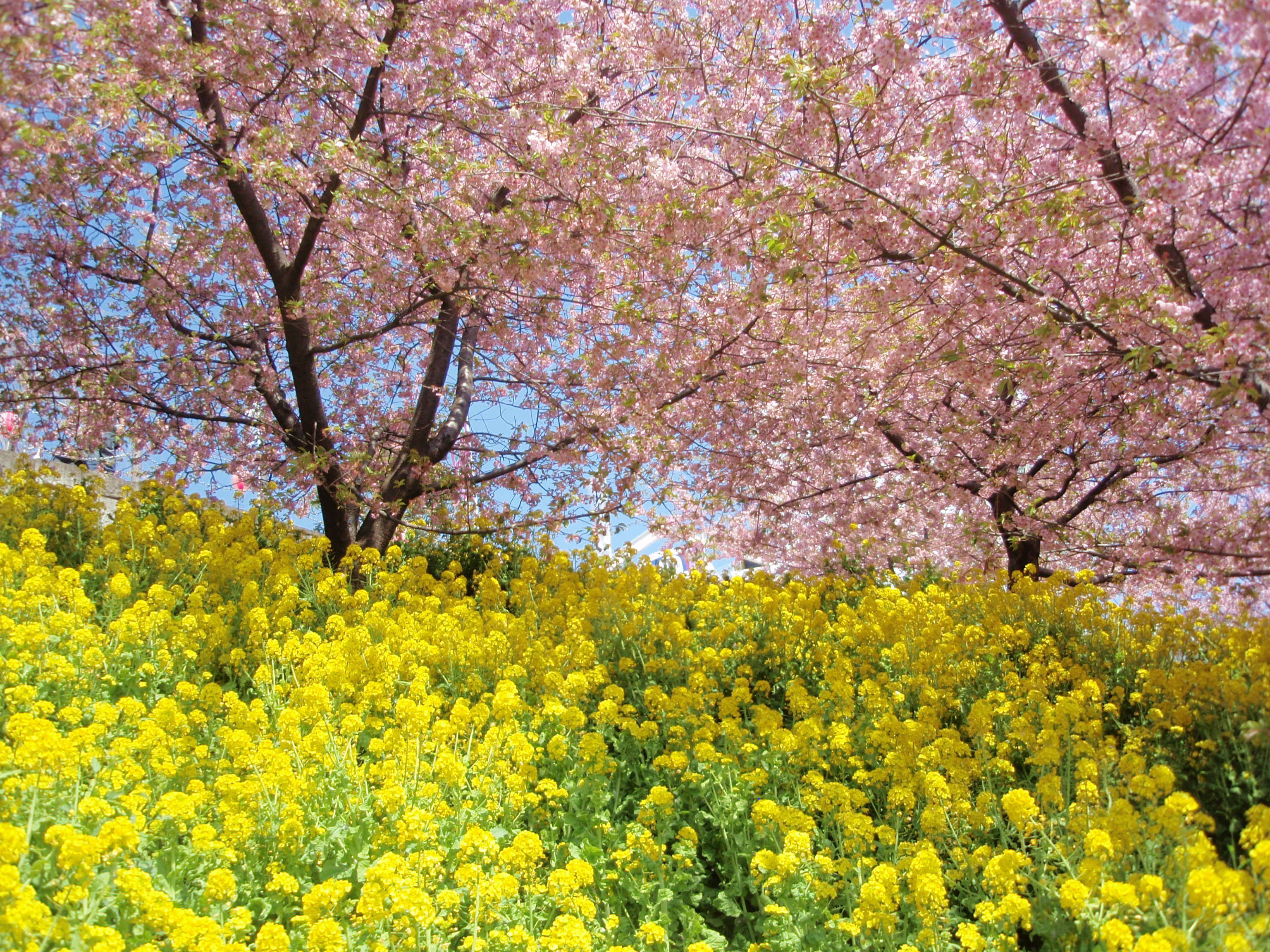 小田急線の河津桜「まつだ桜まつり」