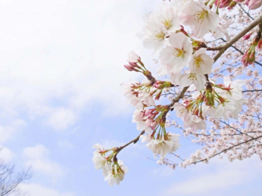 町田エリアの桜の名所5選！お花見にオススメなスポットを厳選♪