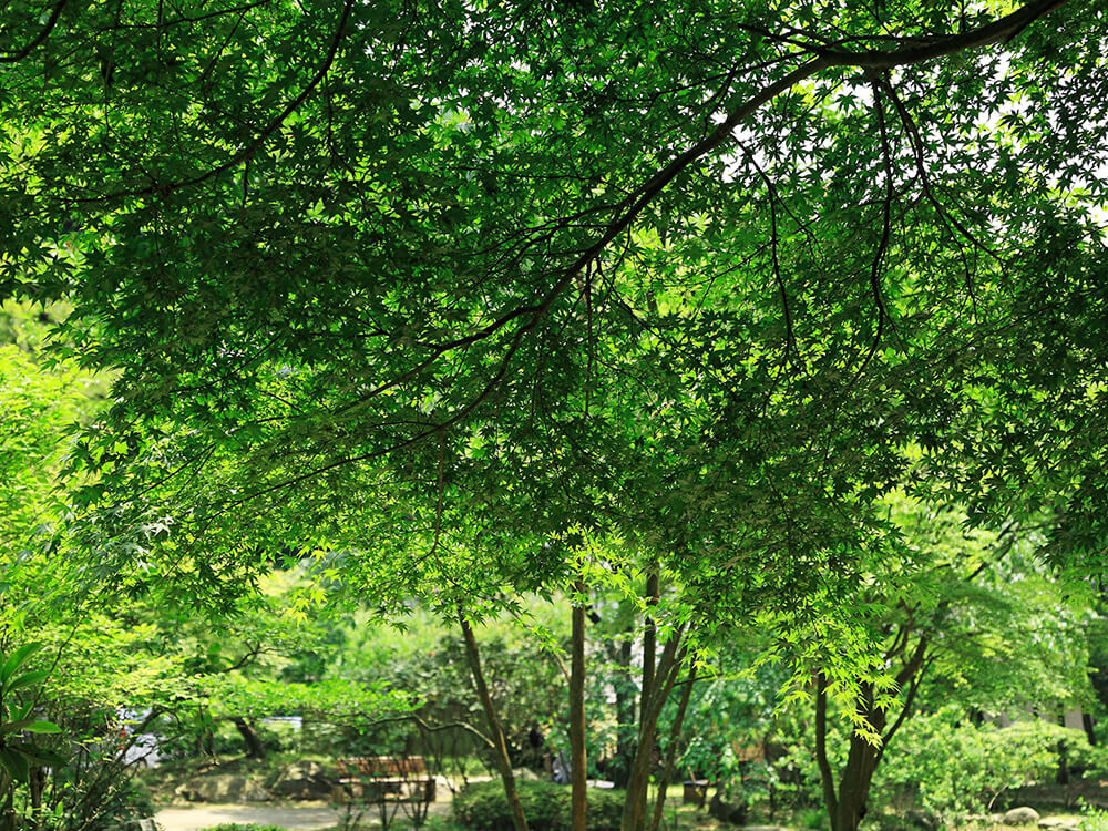 癒やしの森を満喫！広大な県立公園