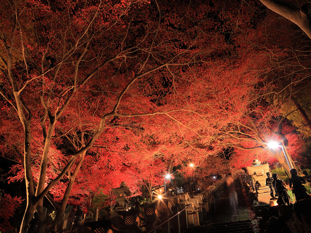 夜景×紅葉ライトアップ＝絶景