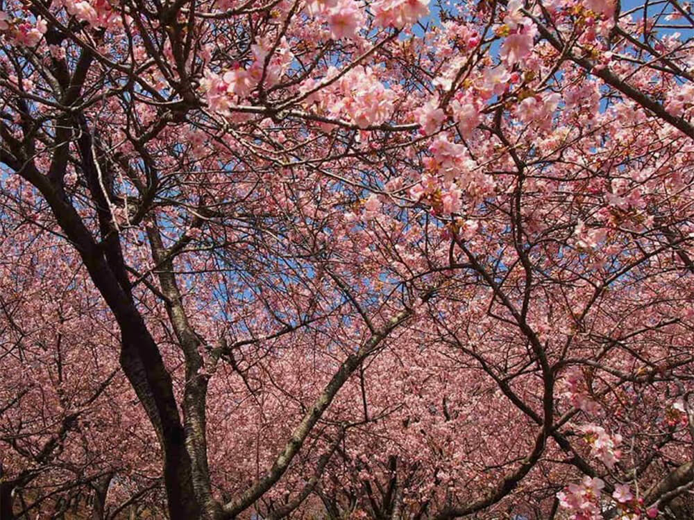 まつだ桜まつり