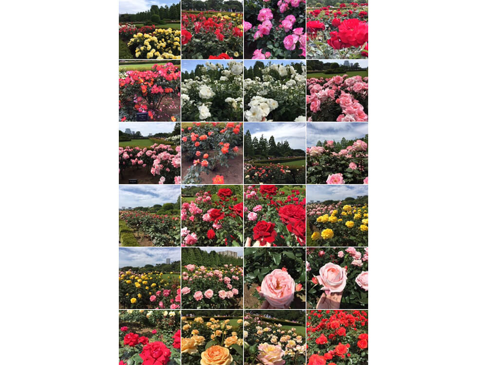 薔薇の香りに包まれて…