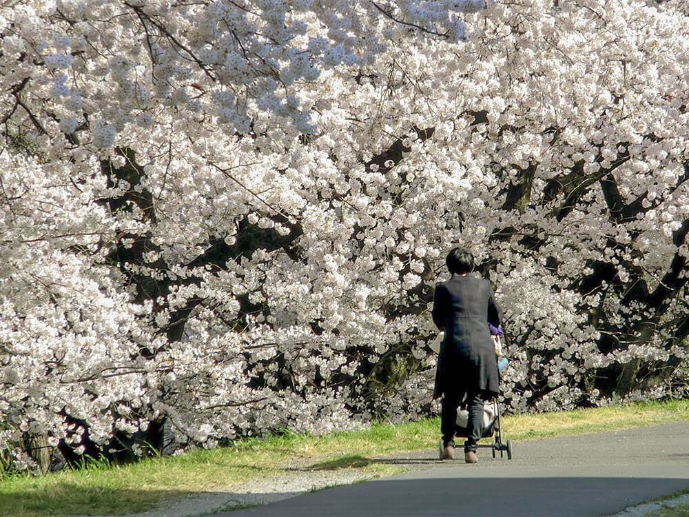 お子さん目線で一緒にサクラカーテンを眺めよう
