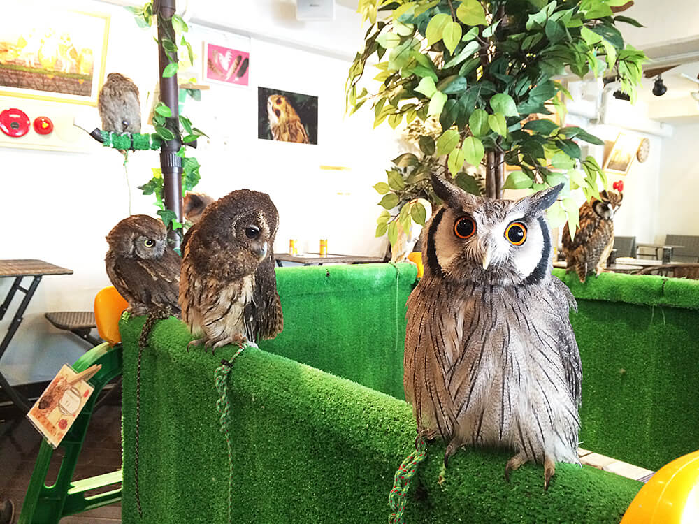 たとえばこんな日は、つぶらなフクロウの瞳に癒されたい