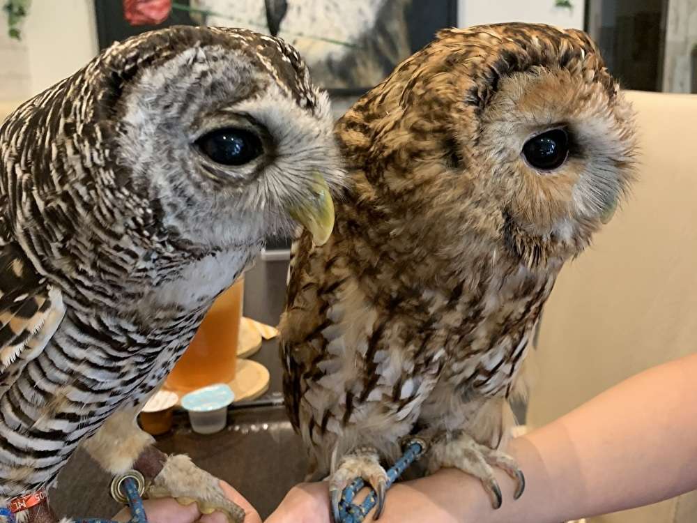 フクロウカフェ Rapace