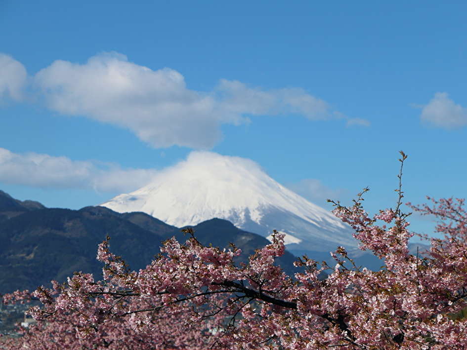 松田山河津桜　富士山との競演！
